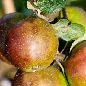 King of the Pippins Apple (Malus domestica King of the Pippins) Img 1